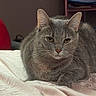 animal, bed, blanket, cat, closeup, cozy, domestic, ears, eyes, face, feline, fur, gray_tabby, indoor, looking, pet, relaxed, resting, soft_texture, whiskers