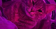 Walnut is registered to the contest to win money with this photo: animal, bed, blanket, casual, cat, comfort, controller, cozy, cute, domestic, feline, furniture, indoor, pet, purple_light, relaxed, resting, room, soft_fabric, window_blinds