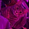 animal, bed, blanket, casual, cat, comfort, controller, cozy, cute, domestic, feline, furniture, indoor, pet, purple_light, relaxed, resting, room, soft_fabric, window_blinds