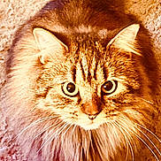 Bear joined the competition — help win amazing prizes! cat, fluffy, long_hair, tabby, pet, animal, whiskers, curious, carpet, indoor, tail, ears, eyes, cute, feline, mammal, domestic, fur, looking_up, sitting