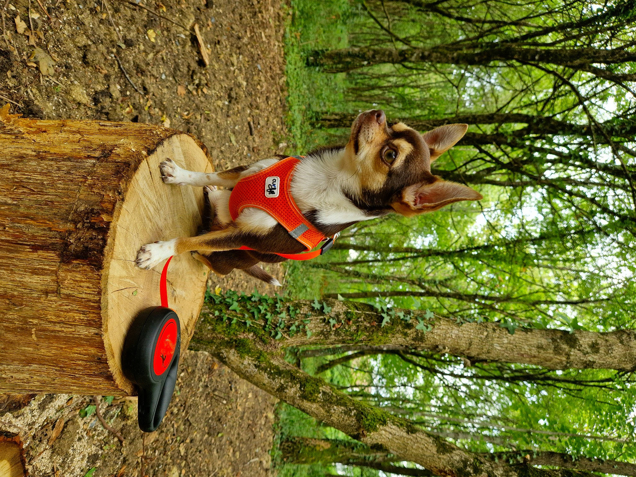 Sansa a rejoint le concours — aidez-le/la à gagner de superbes lots ! adventure, canidae, carnivore, companion_dog, dog, dog_breed, dog_supply, fawn, grass, leisure, plant, recreation, sporting_group, tire, tree, trunk, vehicle, wheel, wood, working_animal