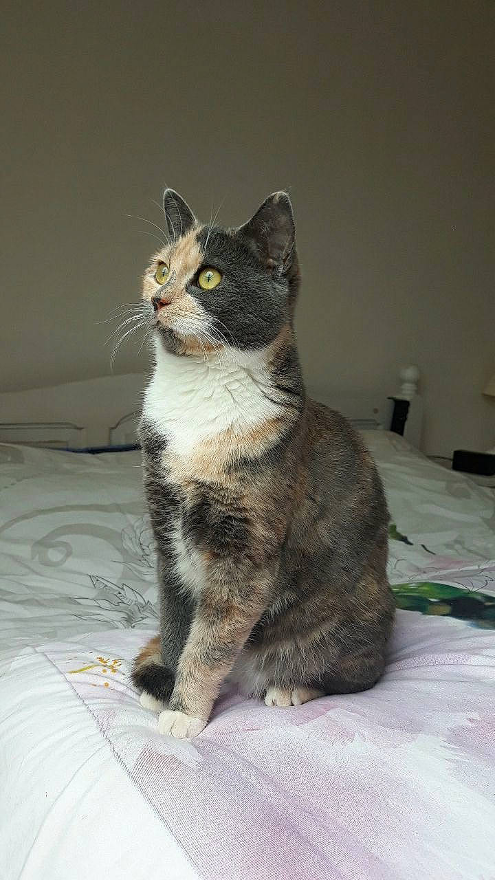 Pépette a rejoint le concours — aidez-le/la à gagner de superbes lots ! carnivore, cat, claw, domestic_short_haired_cat, eye, felidae, fur, grey, head, paw, sitting, small_to_medium_sized_cats, snout, tail, terrestrial_animal, whiskers, window