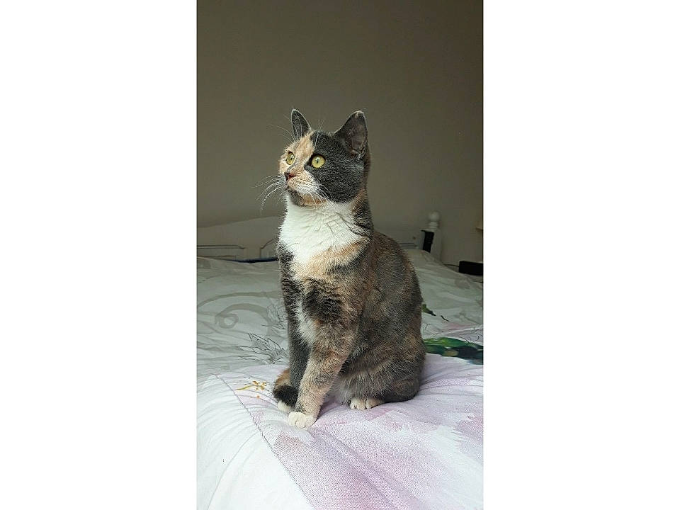 Pépette