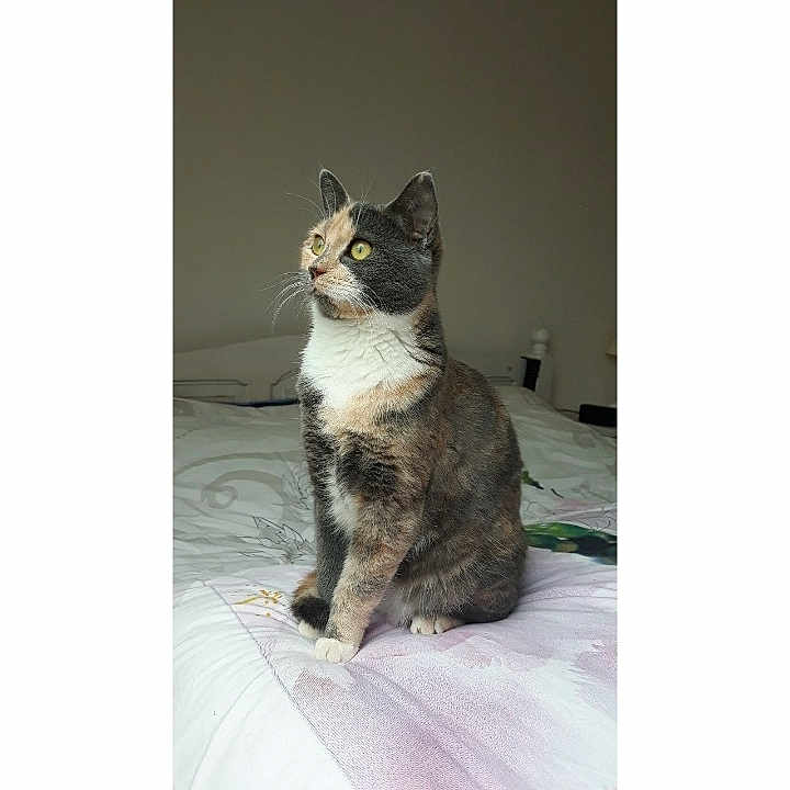 Pépette