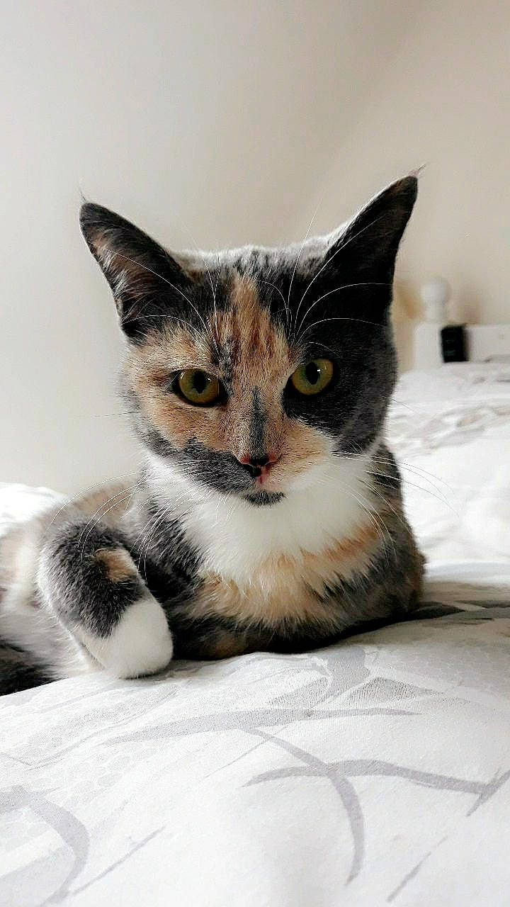 Pépette participe au concours pour gagner de l'argent avec cette photo : box, carnivore, cat, claw, comfort, domestic_short_haired_cat, felidae, fur, paw, sitting, small_to_medium_sized_cats, snout, whiskers, window