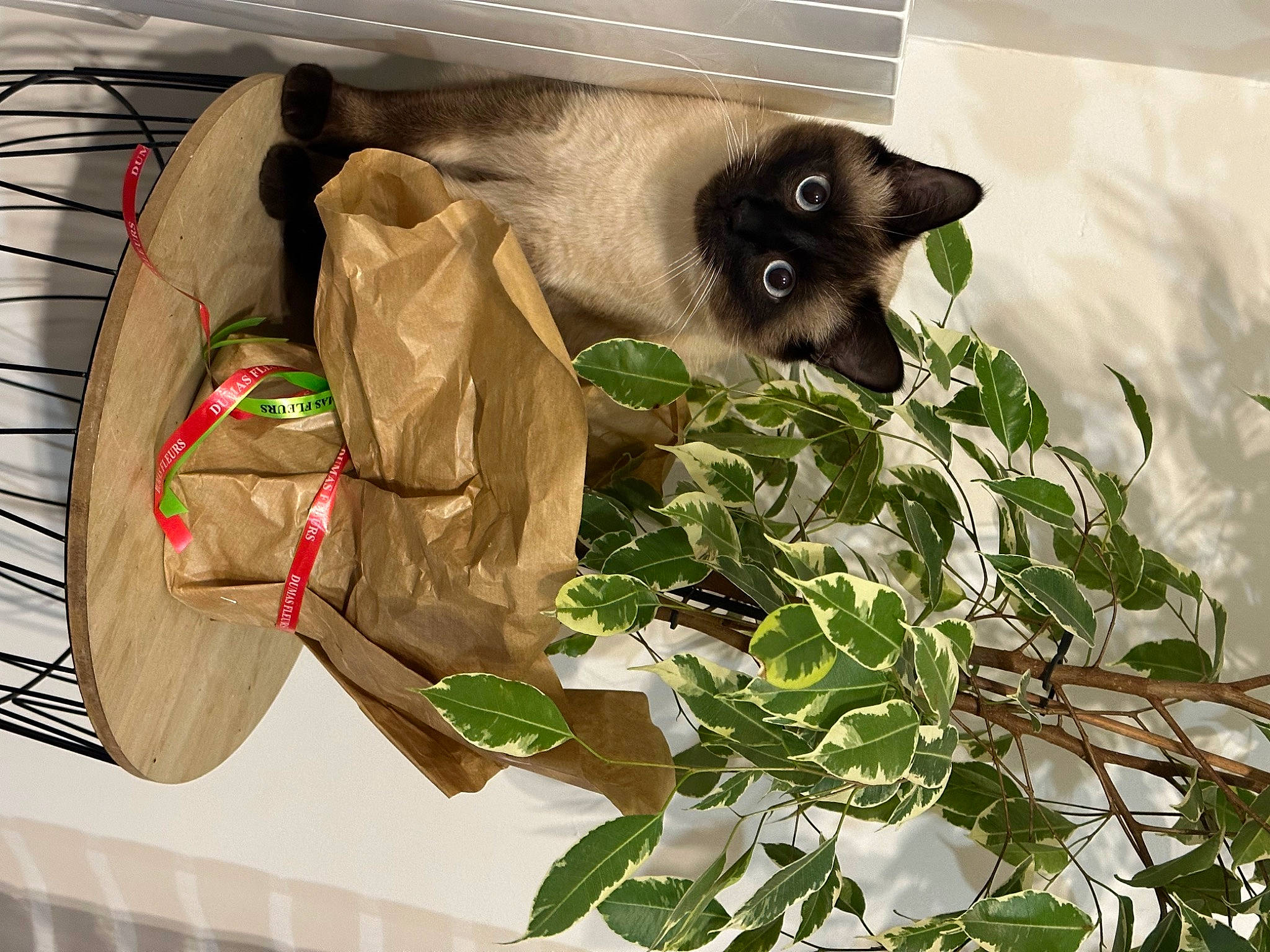 Oreo a rejoint le concours — aidez-le/la à gagner de superbes lots ! carnivore, companion_dog, dog_breed, dog_supply, fawn, felidae, flowering_plant, fur, herb, herbaceous_plant, houseplant, pet_supply, plant, siamese, small_to_medium_sized_cats, snout, terrestrial_animal, twig, whiskers, working_animal