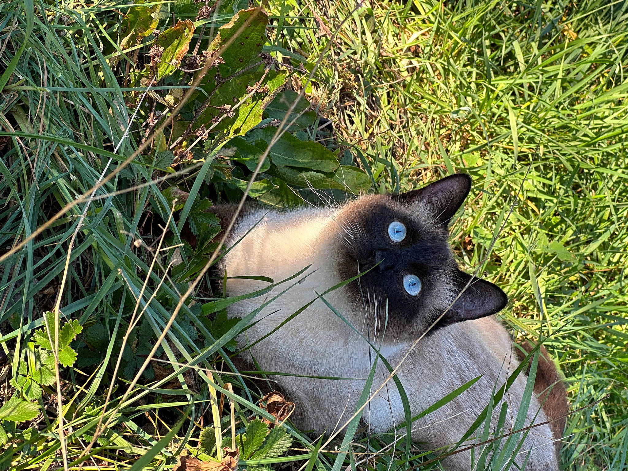 Oreo participe au concours pour gagner de l'argent avec cette photo : birman, carnivore, cat, domestic_short_haired_cat, felidae, fur, grass, groundcover, plant, siamese, small_to_medium_sized_cats, snout, terrestrial_animal, terrestrial_plant, thai, whiskers, wildlife