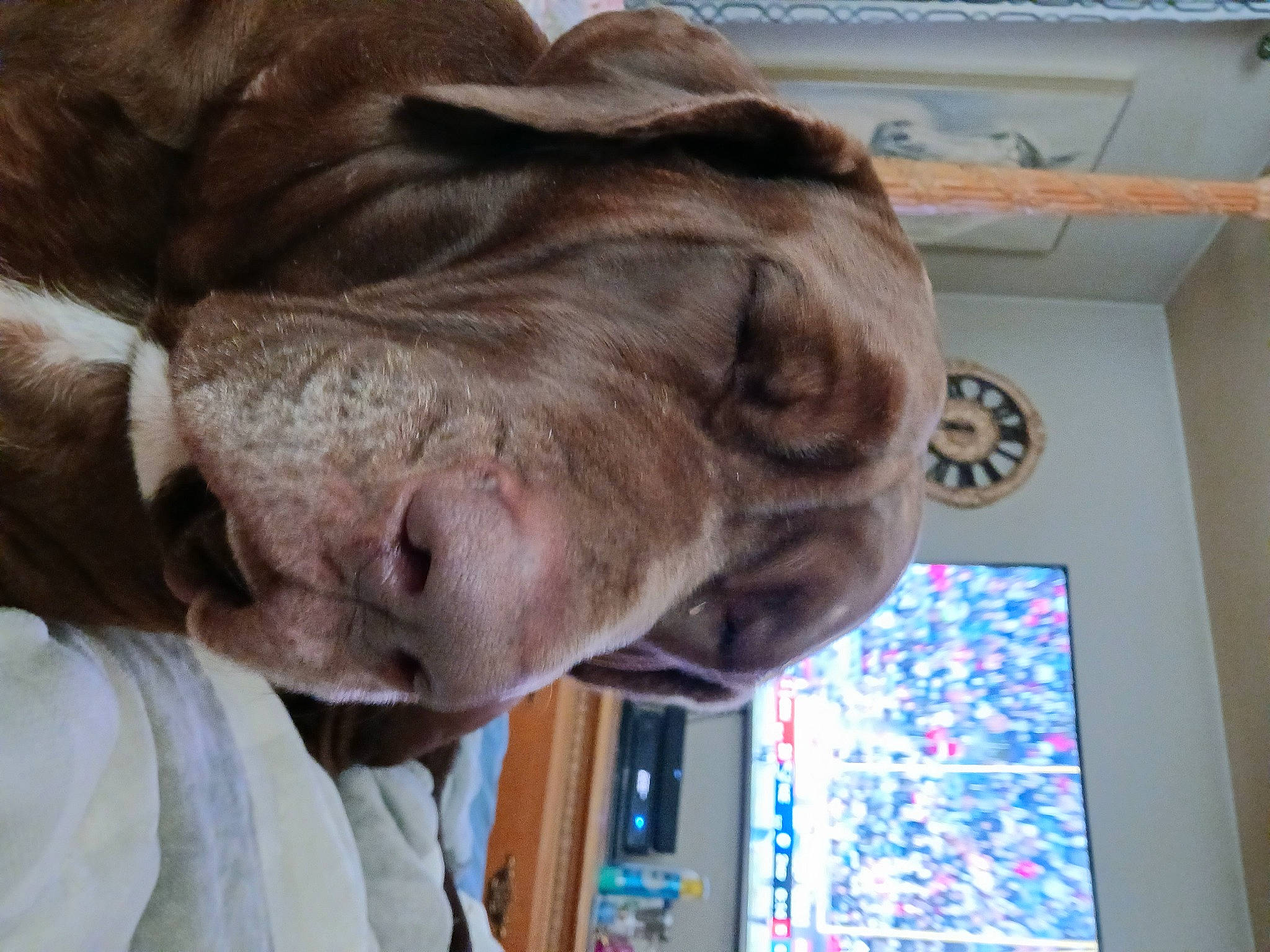 Brusier joined the competition — help win amazing prizes! canidae, carnivore, comfort, companion_dog, dog, dog_breed, fawn, fur, gesture, liver, natural_material, russian_blue, snout, sporting_group, terrestrial_animal, whiskers, working_animal, wrinkle