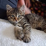 Perle participe au concours pour gagner de l'argent avec cette photo : kitten, tabby, cat, feline, pet, animal, paw, fur, whiskers, blue_eyes, cute, resting, indoor, white_blanket, blurred_background, human_hand, cozy, closeup, relaxed, stretching