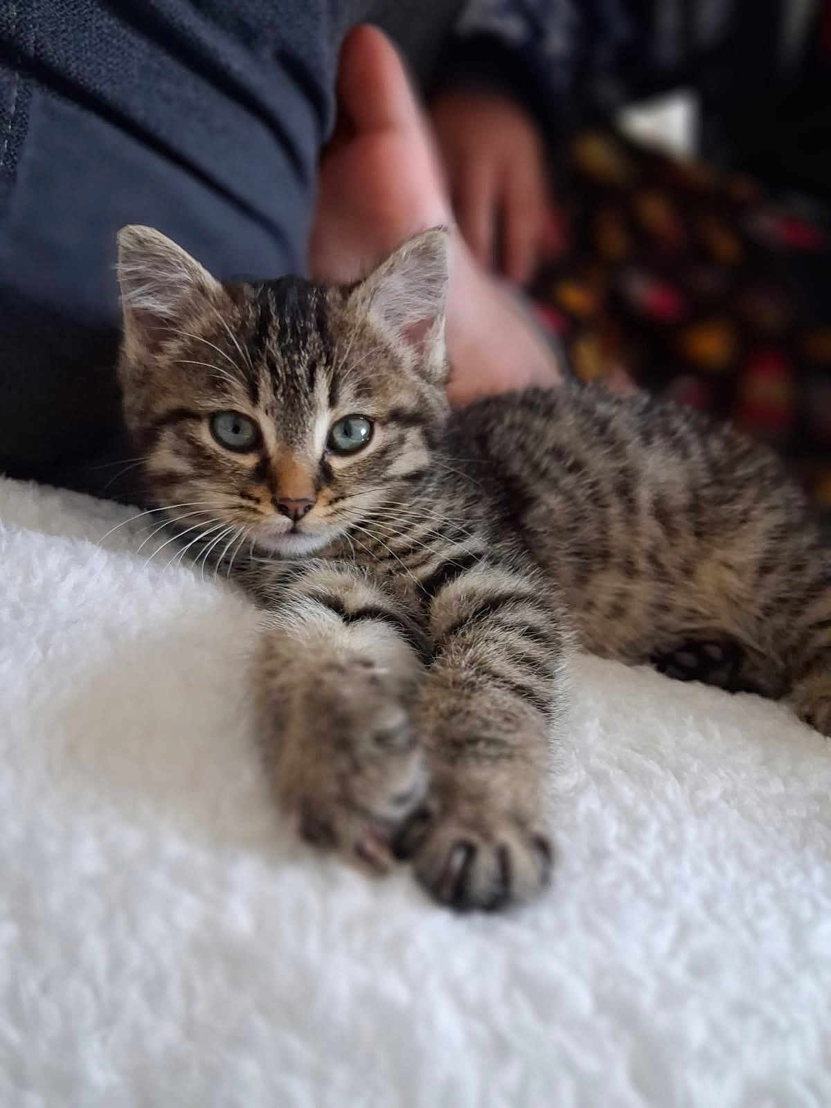Perle participe au concours pour gagner de l'argent avec cette photo : kitten, tabby, cat, feline, pet, animal, paw, fur, whiskers, blue_eyes, cute, resting, indoor, white_blanket, blurred_background, human_hand, cozy, closeup, relaxed, stretching