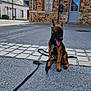 Marion Durand participe au concours pour gagner de l'argent avec cette photo : dog, puppy, leash, street, pavement, building, door, window, sign, no_parking, pole, outdoor, animal, pet, tongue_out, sitting, young_dog, brown_dog, black_dog, daylight