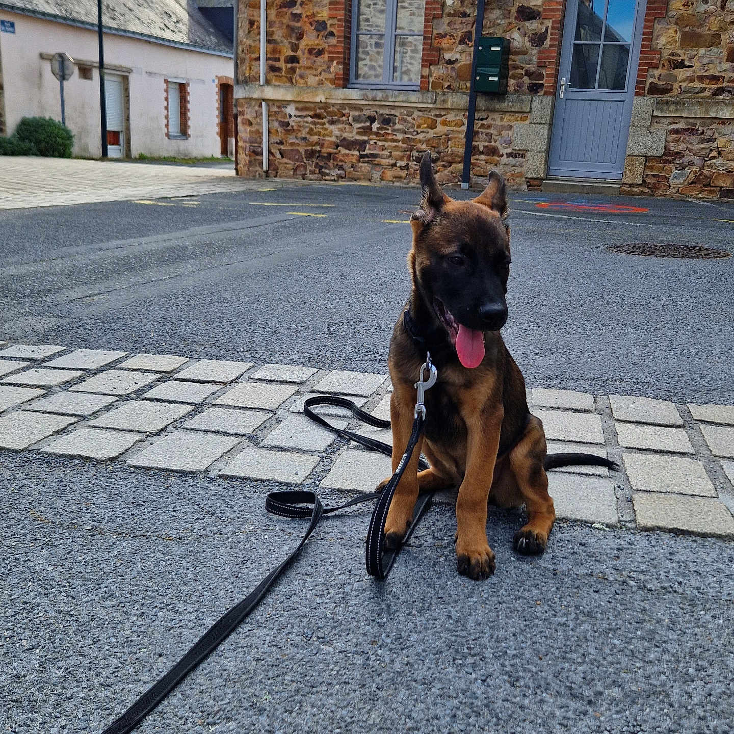 Marion Durand participe au concours pour gagner de l'argent avec cette photo : animal, black_dog, brown_dog, building, daylight, dog, door, leash, no_parking, outdoor, pavement, pet, pole, puppy, sign, sitting, street, tongue_out, window, young_dog