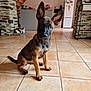 Marion Durand participe au concours pour gagner de l'argent avec cette photo : puppy, dog, cat, indoor, kitchen, tile_floor, stone_pillar, pet, animal, sitting, ears, refrigerator, stairs, home, relaxed, curious, domestic, floor, houseplant, background