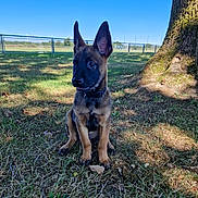 Marion Durand a rejoint le concours — aidez-le/la à gagner de superbes lots ! puppy, dog, german_shepherd, grass, tree, outdoor, sunlight, shade, field, fence, blue_sky, ears, collar, animal, pet, nature, young, sitting, canine, daytime