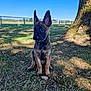 puppy, dog, german_shepherd, grass, tree, outdoor, sunlight, shade, field, fence, blue_sky, ears, collar, animal, pet, nature, young, sitting, canine, daytime