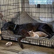 Squishon Barkley joined the competition — help win amazing prizes! dog, cat, pet_crate, bed, toy_mouse, wooden_floor, collar, furniture, indoor, resting, sleeping, animal, companionship, cozy, domestic, fur, relaxed, cage, curtains, window