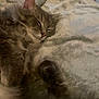 Boosie joined the competition — help win amazing prizes! cat, sleeping, fluffy, cozy, blanket, pet, fur, resting, indoor, cute, animal, whiskers, paw, relaxation, domestic, mammal, soft, calm, closeup, peaceful