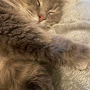 Boosie is registered to the contest to win money with this photo: cat, sleeping, gray_fur, fluffy, paw, closed_eyes, cozy, soft_texture, resting, pet, domestic_animal, feline, relaxed, close_up, indoor, animal, cute, whiskers, fur, nap