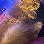 Boosie joined the competition — help win amazing prizes! cat, sleeping, fluffy, pet, animal, indoor, closeup, fur, relaxing, cozy, purple_light, blue_light, person, lap, whiskers, cute, domestic_cat, resting, feline, soft