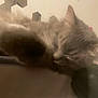 abyssinian, angora, animal, blackcat, cat, gray, kitten, manx, person, pet, siamese, sleeping, snout