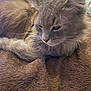 abyssinian, angora, animal, blanket, bodypart, cat, couch, furniture, hardwood, homedecor, indoors, kitten, linen, manx, mouth, person, pet, siamese, sleeping, wood