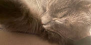 Boosie Badass joined the competition — help win amazing prizes! abyssinian, angora, animal, armchair, blackcat, box, cat, chair, couch, furniture, gray, kitten, manx, person, pet, siamese, sleeping, snout