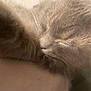 abyssinian, angora, animal, armchair, blackcat, box, cat, chair, couch, furniture, gray, kitten, manx, person, pet, siamese, sleeping, snout