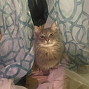 Boosie Badass is registered to the contest to win money with this photo: abyssinian, angora, animal, blanket, cat, couch, curtain, cushion, furniture, gray, homedecor, indoors, kitten, linen, manx, pet, quilt, showercurtain, siamese, wood