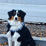 Aïki participe au concours pour gagner de l'argent avec cette photo : dog, sitting, autumn, leaves, outdoor, tricolor, fur, pet, canine, nature, ground, wood, sign, white_wall, calm, portrait, animal, fall, season, quiet