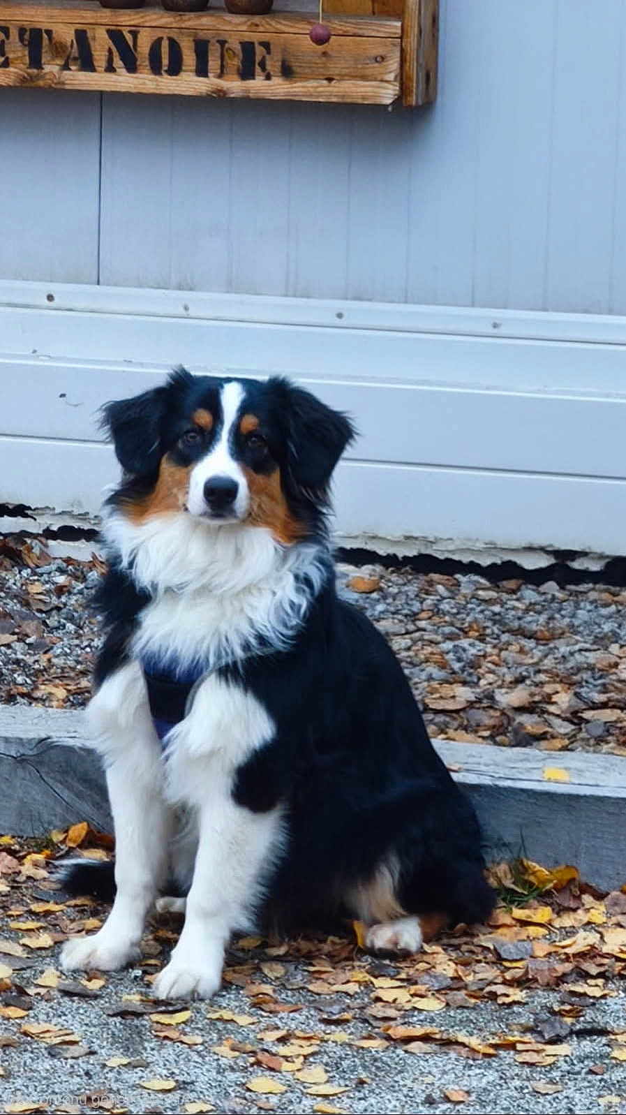 Aïki participe au concours pour gagner de l'argent avec cette photo : dog, sitting, autumn, leaves, outdoor, tricolor, fur, pet, canine, nature, ground, wood, sign, white_wall, calm, portrait, animal, fall, season, quiet