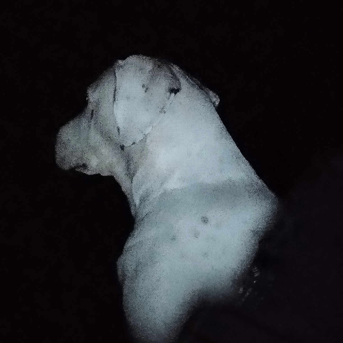 K-Nel a rejoint le concours — aidez-le/la à gagner de superbes lots ! animal, bodypart, canine, dog, face, head, hound, labradorretriever, nature, night, outdoors, person, pet, photography, portrait, puppy, rock, silhouette, snow, torso