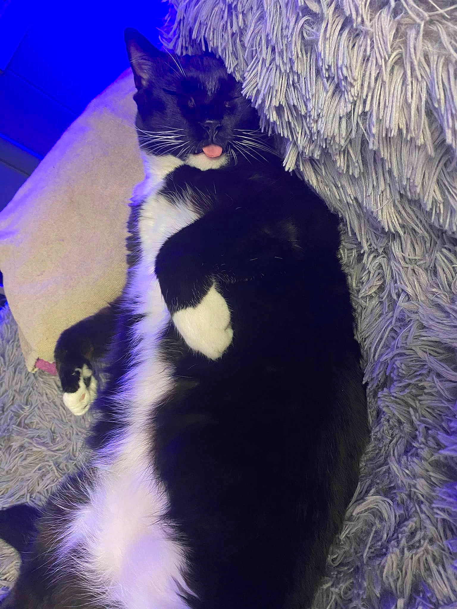 Tux is registered to the contest to win money with this photo: carnivore, cat, comfort, darkness, domestic_short_haired_cat, electric_blue, felidae, fur, human_leg, magenta, mammal, paw, plant, purple, small_to_medium_sized_cats, snout, tail, vertebrate, whiskers, winter