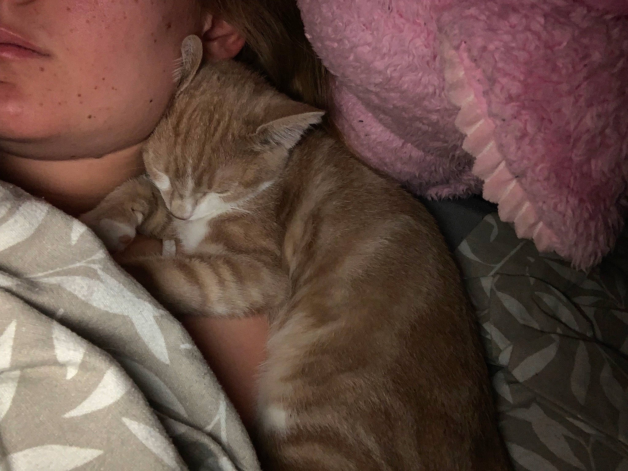 Simba a rejoint le concours — aidez-le/la à gagner de superbes lots ! carnivore, cat, claw, comfort, domestic_short_haired_cat, ear, fawn, felidae, fur, gesture, grey, linens, nap, paw, sitting, sleep, small_to_medium_sized_cats, tail, whiskers, wrinkle