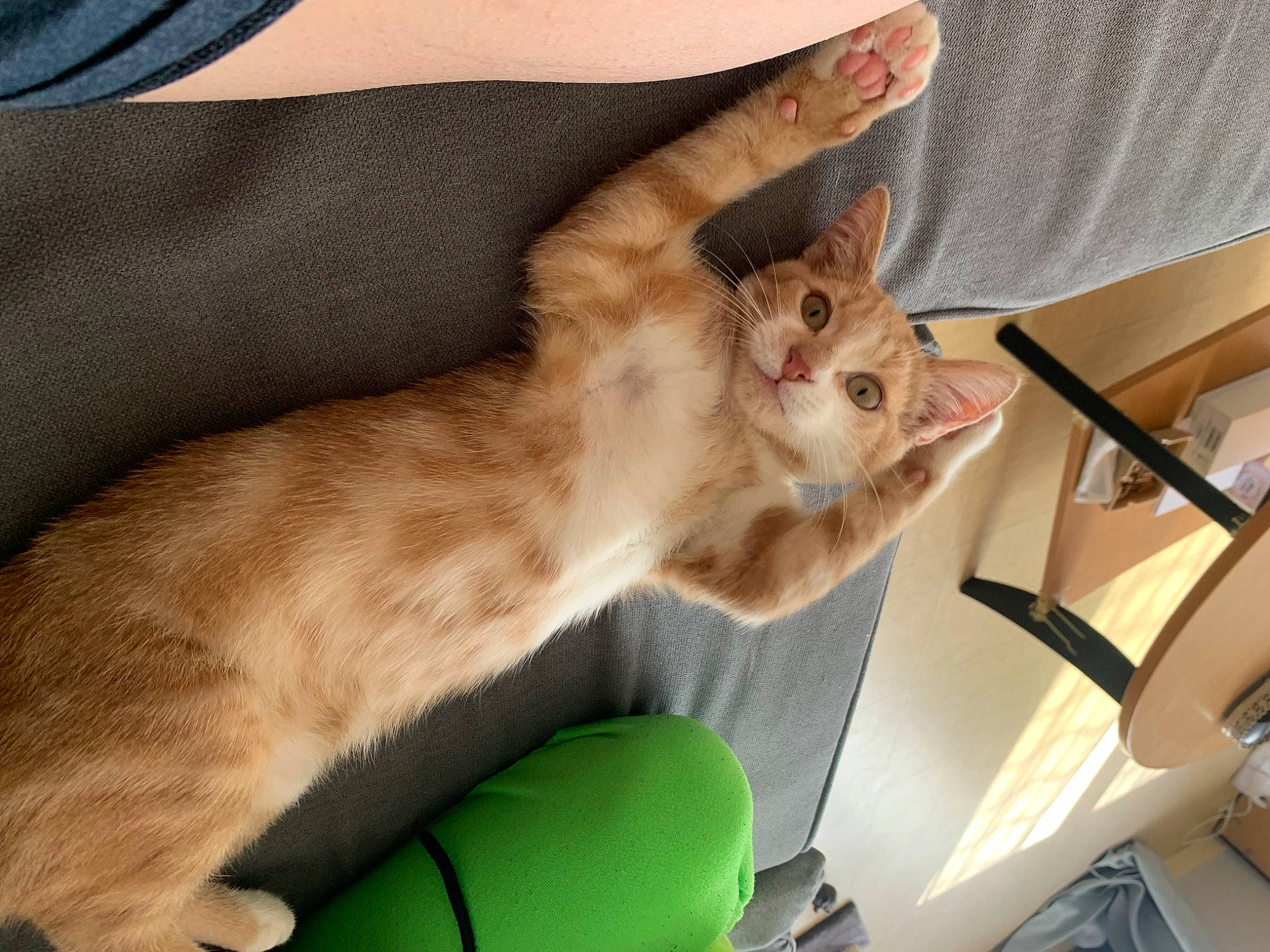 Simba a rejoint le concours — aidez-le/la à gagner de superbes lots ! balinese, box, carnivore, cat, chair, claw, comfort, couch, domestic_short_haired_cat, fawn, felidae, fur, lap, paw, small_to_medium_sized_cats, tail, thai, tonkinese, whiskers