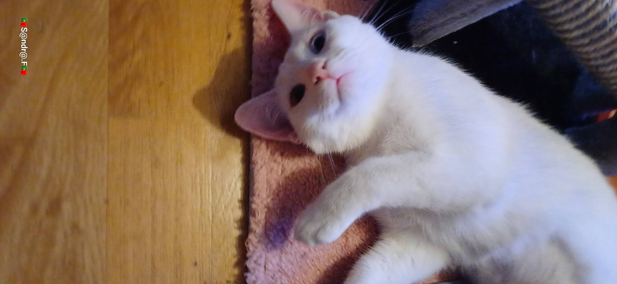 Plume a rejoint le concours — aidez-le/la à gagner de superbes lots ! carnivore, cat, claw, domestic_short_haired_cat, eye, fawn, felidae, flooring, fur, hardwood, paw, small_to_medium_sized_cats, snout, tail, whiskers, wood, wood_flooring