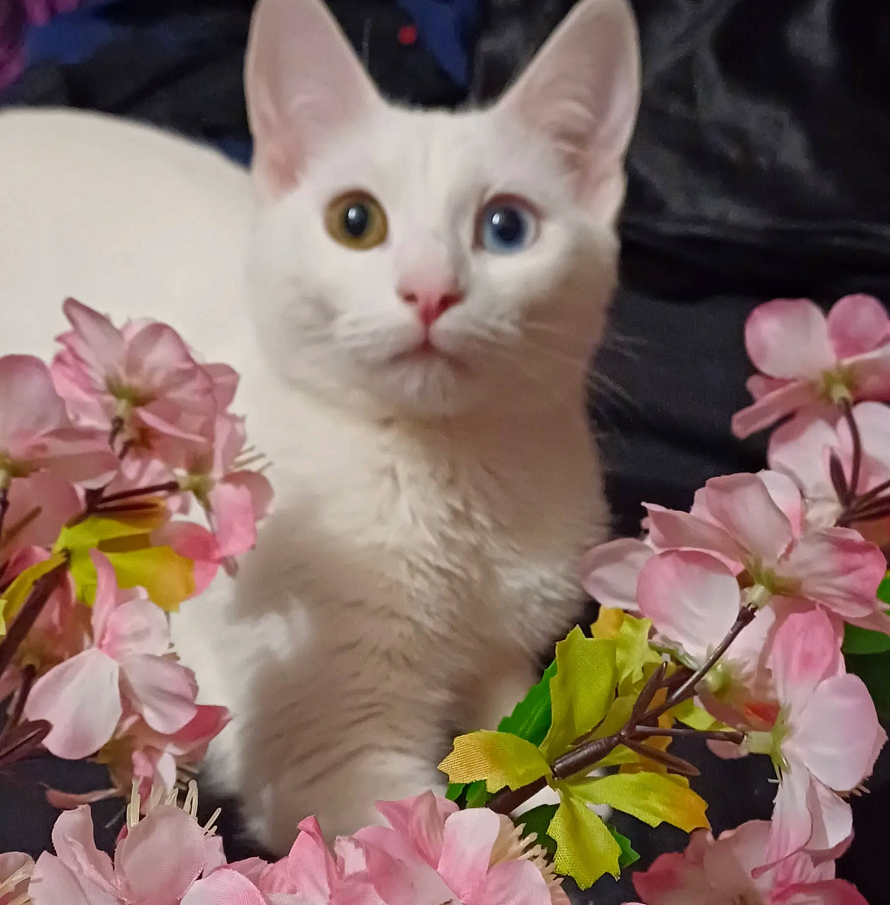 Plume participe au concours pour gagner de l'argent avec cette photo : annual_plant, artificial_flower, carnivore, cat, cut_flowers, domestic_short_haired_cat, felidae, flower, flower_arranging, flowering_plant, fur, groundcover, pattern, paw, petal, pink, plant, small_to_medium_sized_cats, whiskers, window