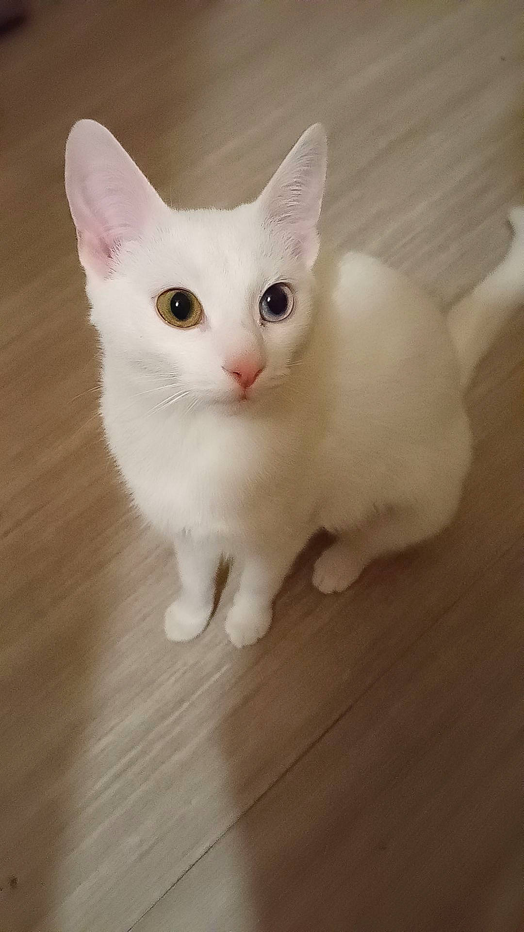 Plume participe au concours pour gagner de l'argent avec cette photo : carnivore, cat, domestic_short_haired_cat, fawn, felidae, flooring, fur, hardwood, paw, small_to_medium_sized_cats, snout, tail, terrestrial_animal, whiskers, wood, wood_flooring, wood_stain