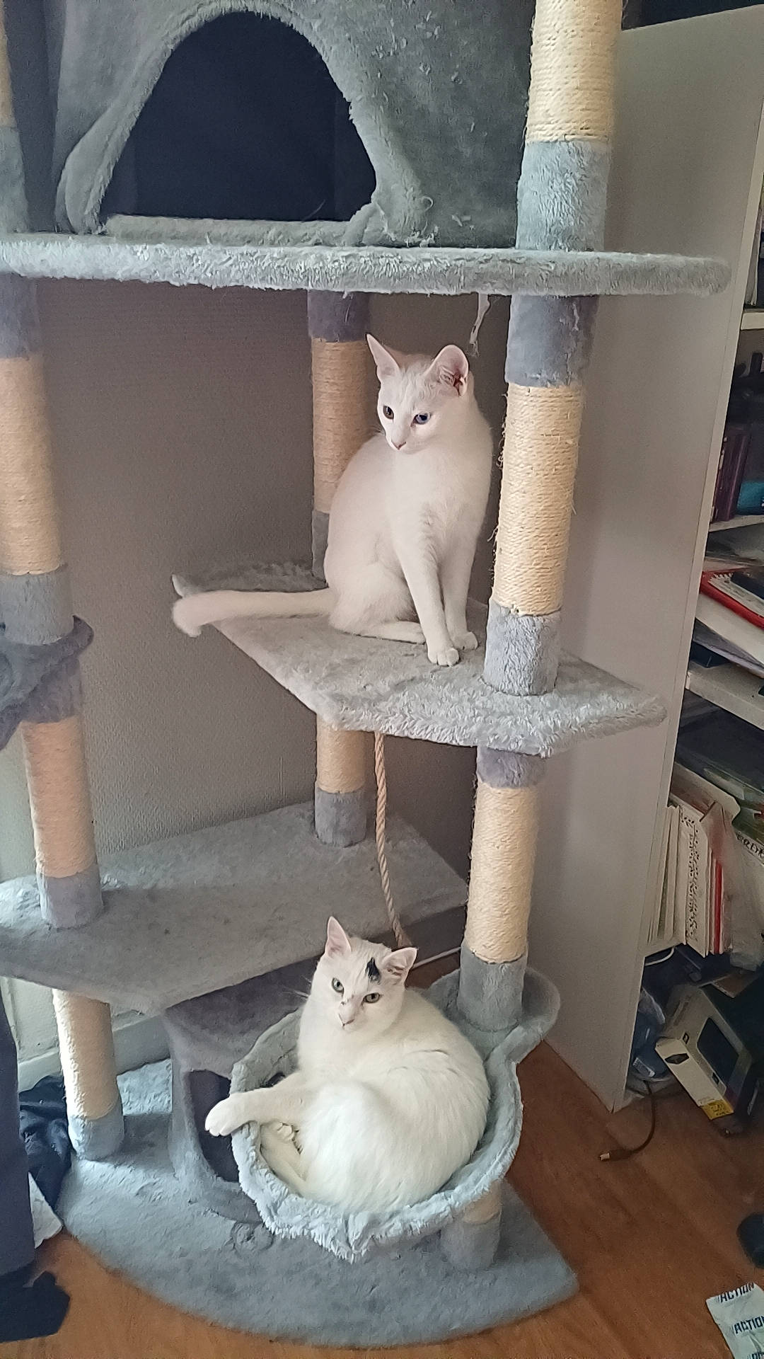 Plume a rejoint le concours — aidez-le/la à gagner de superbes lots ! bookcase, carnivore, cat, cat_supply, chair, fawn, felidae, fur, furniture, grey, pet_supply, shelf, shelving, small_to_medium_sized_cats, tail, textile, whiskers, white, window, wood