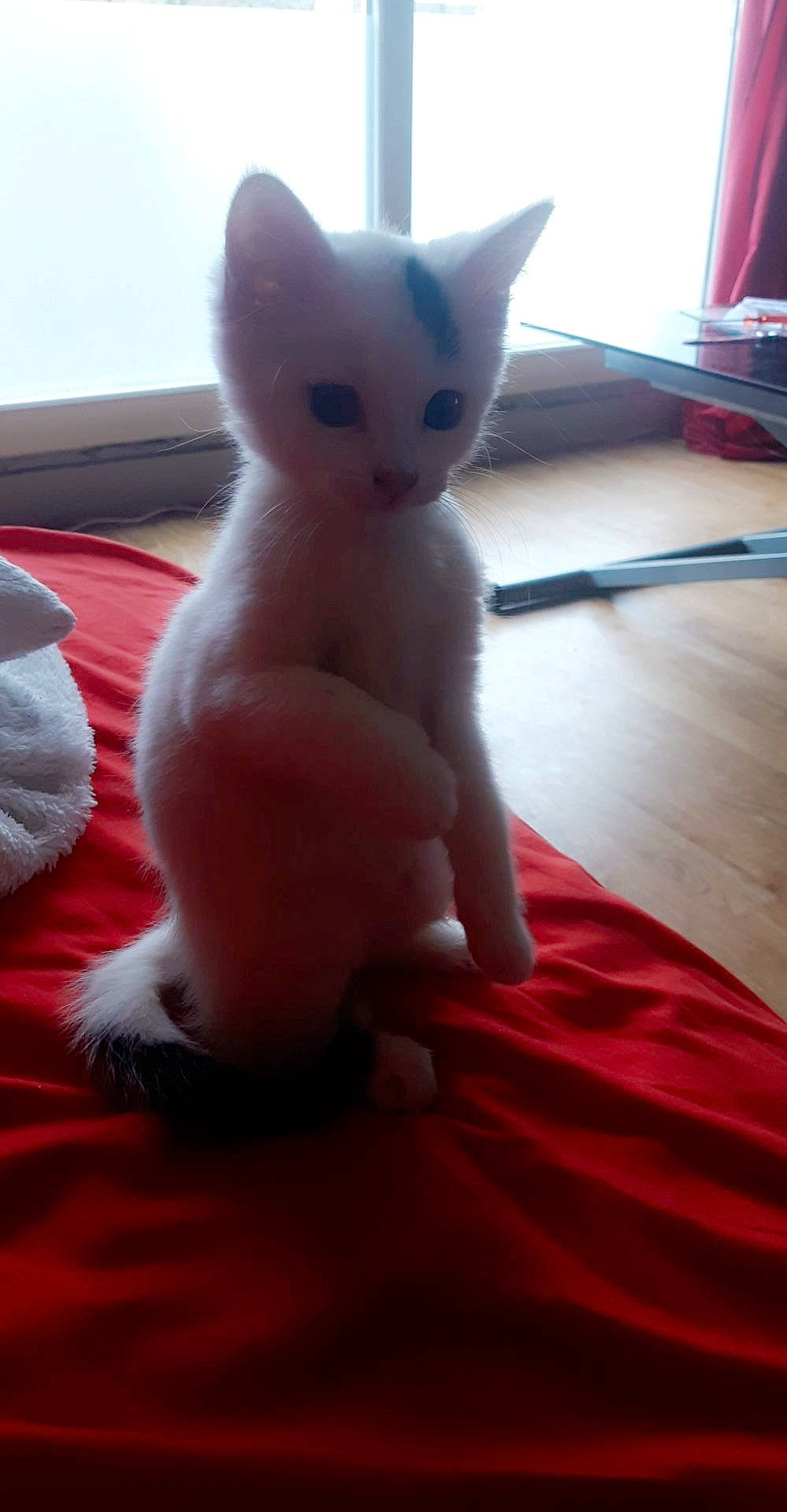 Olaf participe au concours pour gagner de l'argent avec cette photo : asian, burmilla, carnivore, cat, colorpoint_shorthair, domestic_short_haired_cat, felidae, fur, khao_manee, kitten, mammal, nose, ojos_azules, polydactyl_cat, skin, small_to_medium_sized_cats, tail, turkish_angora, turkish_van, whiskers