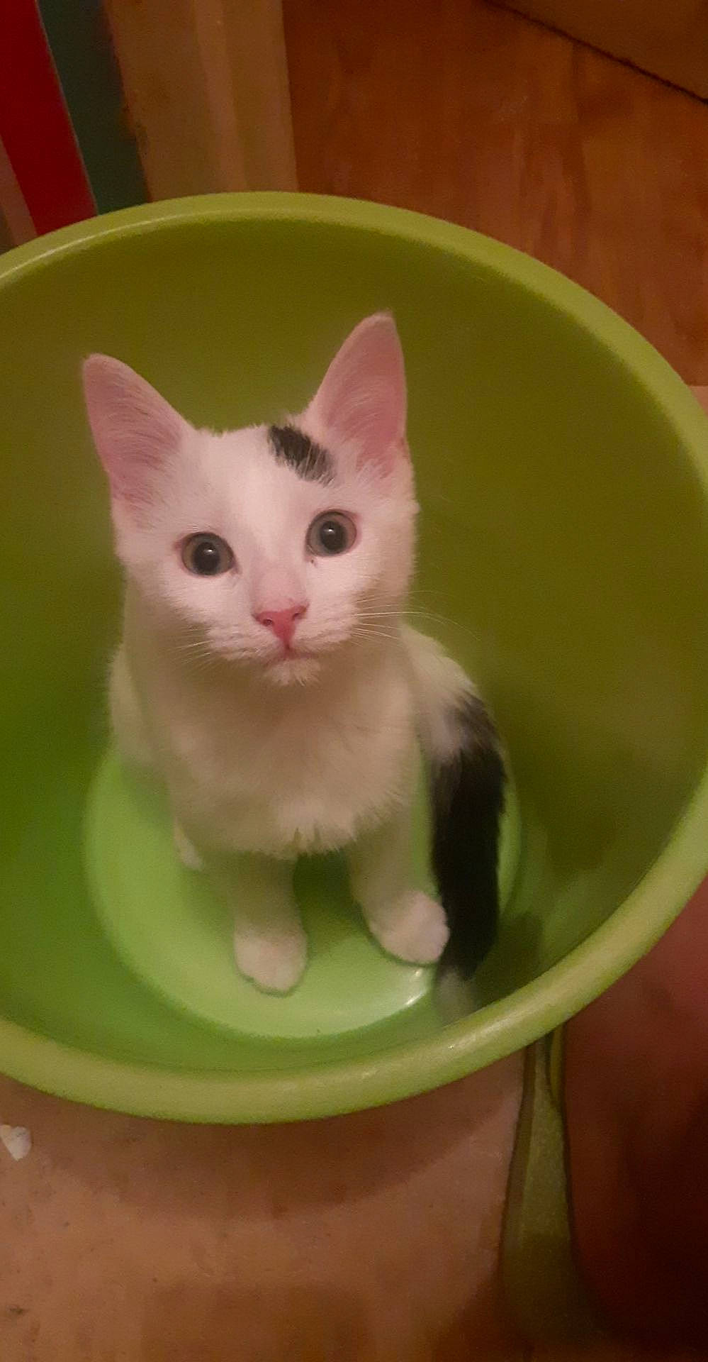 Olaf a rejoint le concours — aidez-le/la à gagner de superbes lots ! american_wirehair, carnivore, cat, domestic_short_haired_cat, european_shorthair, fawn, felidae, japanese_bobtail, khao_manee, kitten, mammal, pink, polydactyl_cat, ragamuffin, small_to_medium_sized_cats, tail, turkish_angora, turkish_van, whiskers