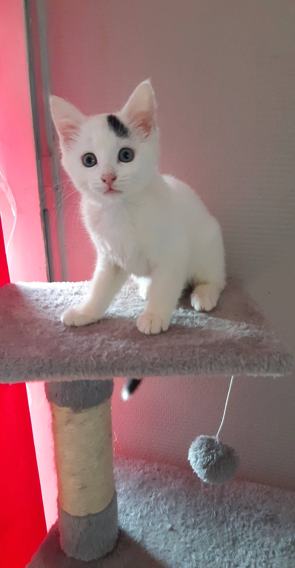 Olaf a rejoint le concours — aidez-le/la à gagner de superbes lots ! aegean_cat, burmilla, carnivore, cat, colorpoint_shorthair, domestic_short_haired_cat, eye, felidae, javanese, khao_manee, kitten, mammal, ojos_azules, polydactyl_cat, small_to_medium_sized_cats, tail, turkish_angora, turkish_van, vertebrate, whiskers