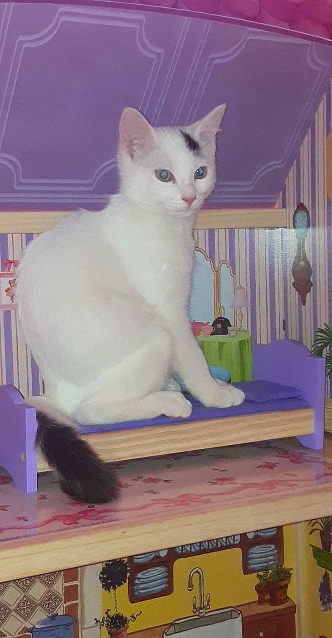 Olaf participe au concours pour gagner de l'argent avec cette photo : aegean_cat, asian, burmilla, carnivore, cat, colorpoint_shorthair, domestic_short_haired_cat, european_shorthair, felidae, javanese, khao_manee, kitten, mammal, small_to_medium_sized_cats, tail, turkish_angora, turkish_van, whiskers