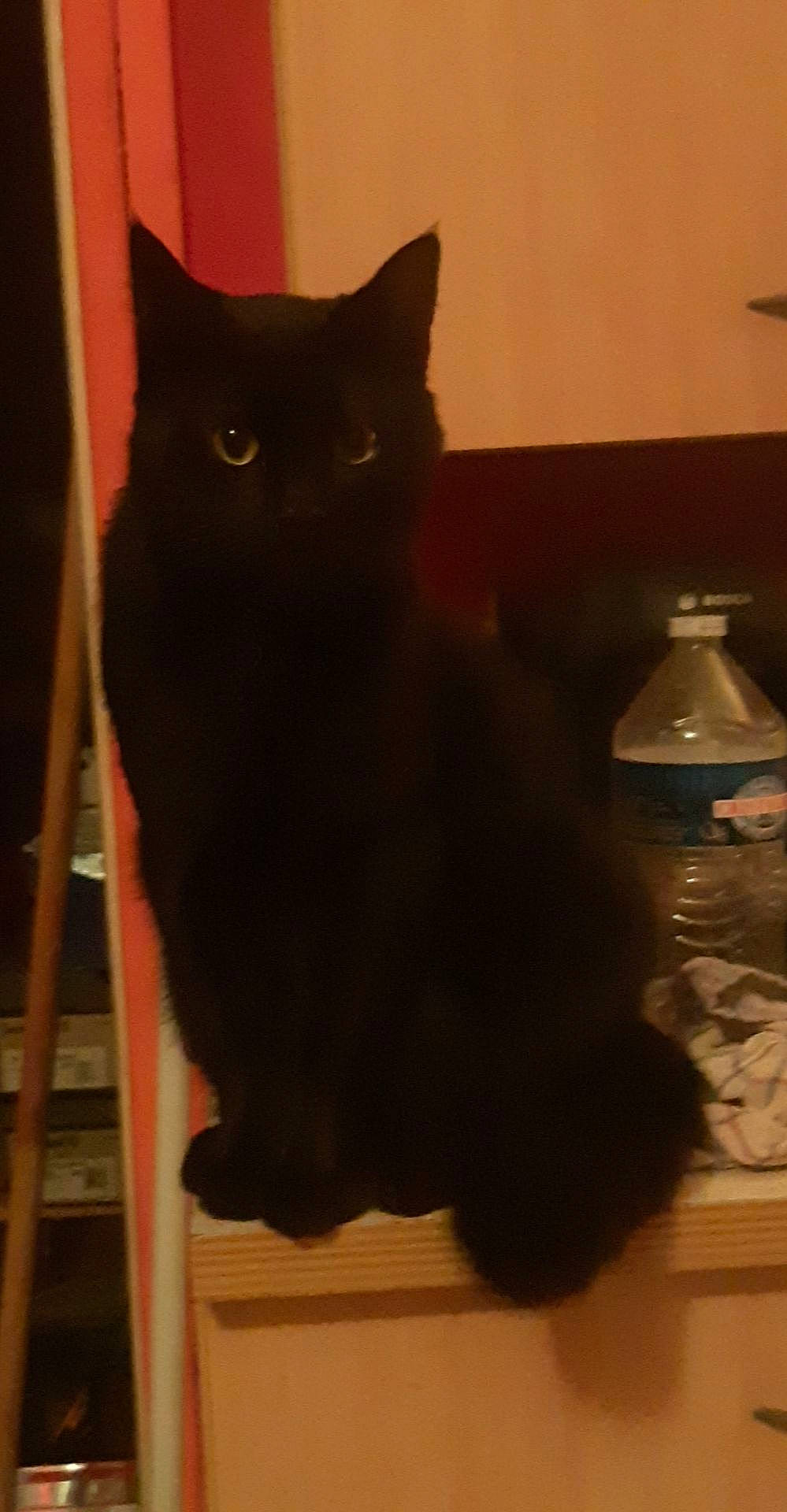 Messi participe au concours pour gagner de l'argent avec cette photo : asian, black, black_cat, bombay, british_shorthair, carnivore, cat, chartreux, domestic_long_haired_cat, domestic_short_haired_cat, felidae, fur, mammal, small_to_medium_sized_cats, tail, vertebrate, whiskers