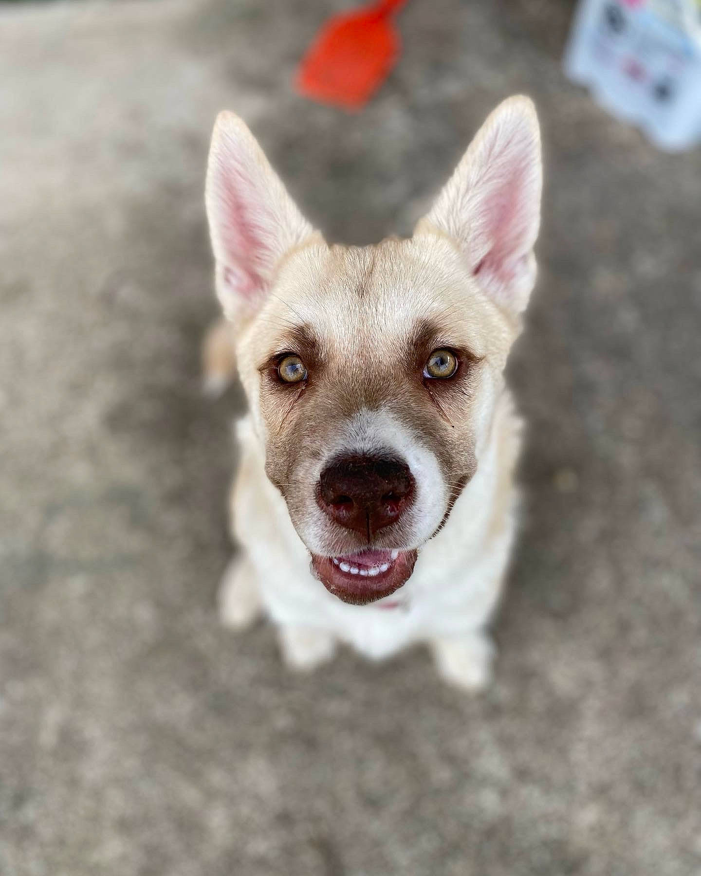 Nova is registered to the contest to win money with this photo: ancient_dog_breeds, art, canidae, carnivore, companion_dog, dog, dog_breed, fang, fawn, felidae, fur, paw, shout, snout, sporting_group, tail, terrestrial_animal, whiskers, wildlife, yawn