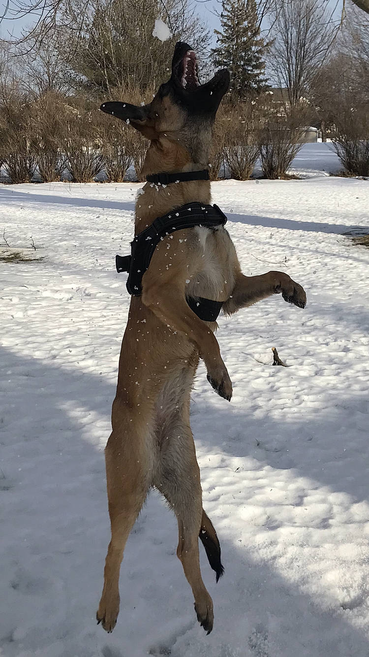 Korra is registered to the contest to win money with this photo: canidae, carnivore, collar, companion_dog, disc_dog, dog, dog_breed, dog_collar, fawn, freezing, leash, mammal, playing_in_the_snow, recreation, snout, snow, sporting_group, tail, tree, winter