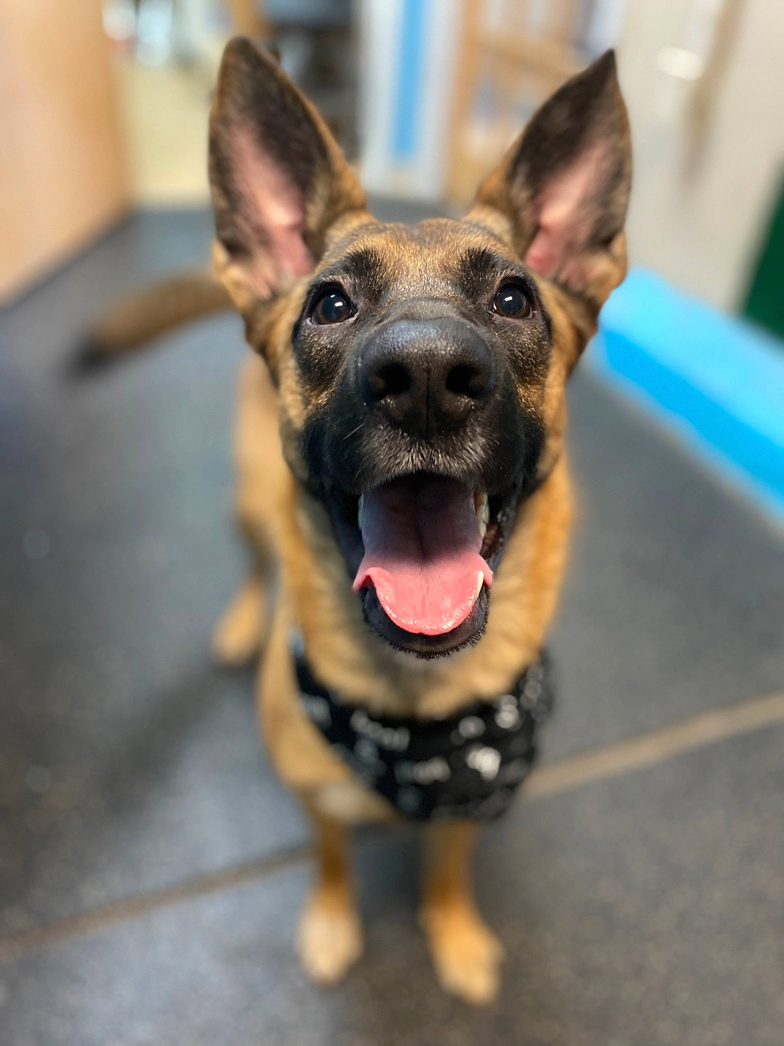 Korra is registered to the contest to win money with this photo: canidae, carnivore, collar, companion_dog, dog, dog_breed, dog_collar, ear, fawn, fur, german_shepherd_dog, herding_dog, paw, russkiy_toy, snout, sporting_group, terrestrial_animal, toy_dog, whiskers, working_animal