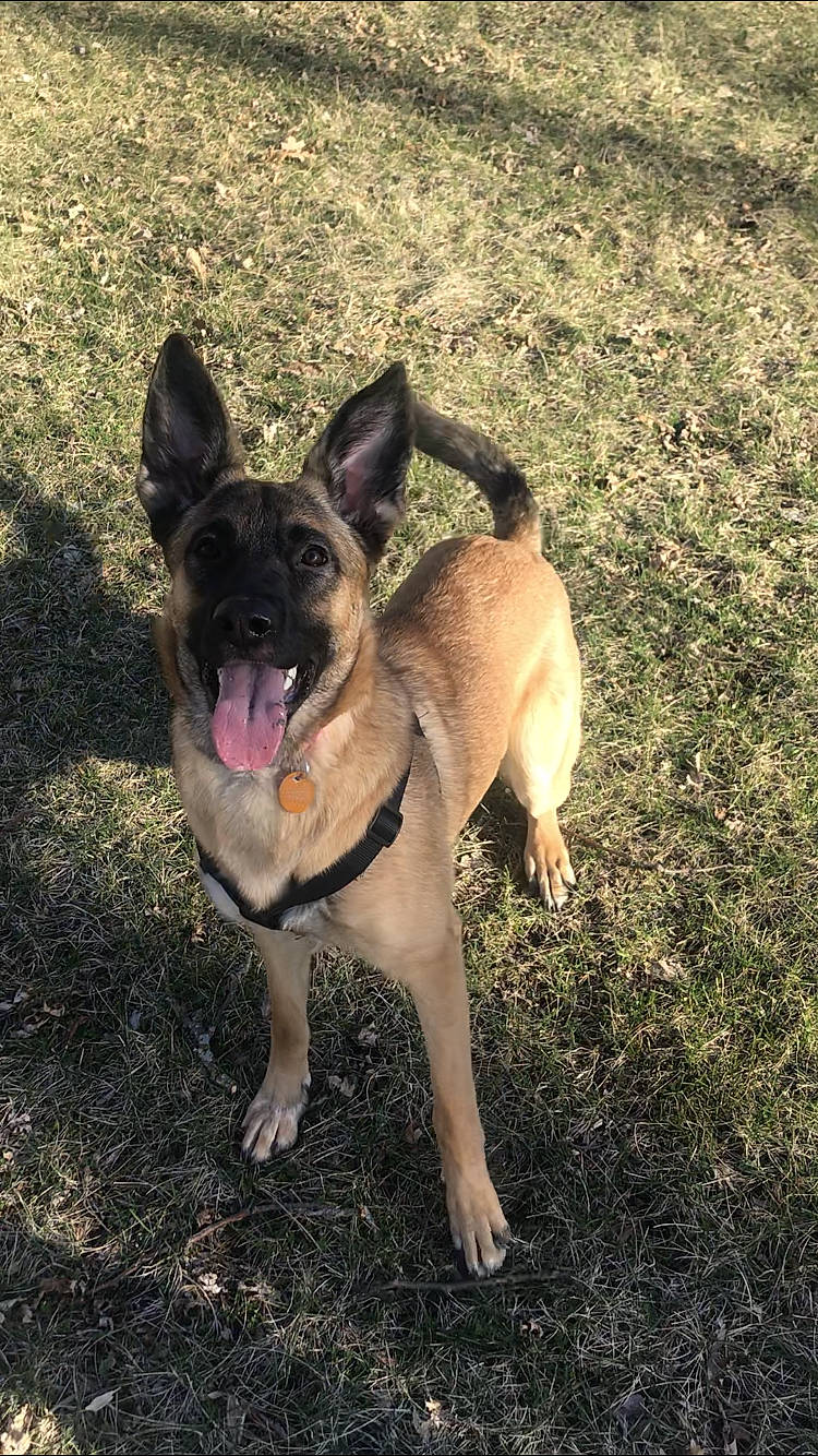 Korra is registered to the contest to win money with this photo: adventure, canidae, carnivore, companion_dog, dog, dog_breed, dog_supply, eye, fawn, grass, herding_dog, non_sporting_group, plant, snout, soil, sporting_group, tail, terrestrial_animal, working_animal, working_dog