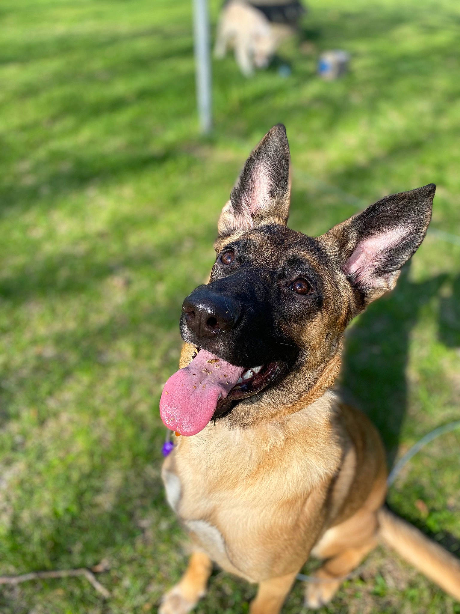 Korra is registered to the contest to win money with this photo: biting, canidae, carnivore, collar, companion_dog, dog, dog_breed, dog_collar, east_european_shepherd, fawn, german_shepherd_dog, grass, plant, snout, sporting_group, terrestrial_animal, whiskers, working_animal, working_dog, wrinkle