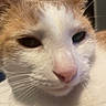 Mr Noodle is registered to the contest to win money with this photo: cat, close_up, orange, white, sleepy, pet, whiskers, animal, feline, indoor, face, ears, nose, fur, cute, domestic, portrait, relaxed, soft_focus, closeup