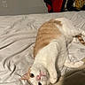 Mr Noodle joined the competition — help win amazing prizes! cat, orange_and_white, bed, blanket, indoor, feline, curious, paw, lying_down, white_bedspread, relaxation, sleepy, cozy, fur, pet, animal, cute, domestic, resting, looking_at_camera